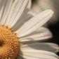 Manuka Honey Chamomile Body Balm