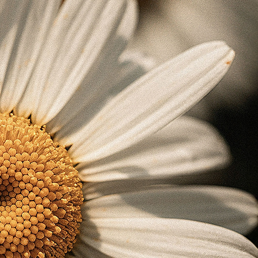 Manuka Honey Chamomile Body Balm